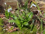 Galanthus krasnovii 20240308 0001