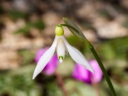 Galanthus krasnovii PKr-R-15-1992 201602220 002