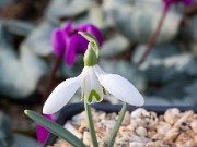 Galanthus nivalis 09-195 ACQ6428 20160125 0002