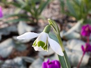 Galanthus nivalis 11-189 ACQ4851 20160125 0002