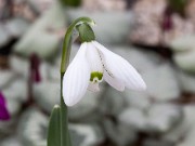 Galanthus nivalis 11-189 ACQ4851 20160126 0002