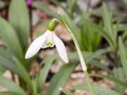 Galanthus nivalis 11-349 ACQ5016 20160125 0002