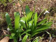 Galanthus panjutinii 20210327 0003