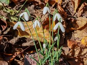 Galanthus peshmenii 243C 20221030 0003