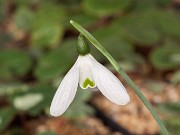 Galanthus peshmenii ACQ11451 20161127 0002