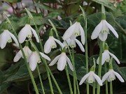 Galanthus peshmenii ACQ16883 20251026 0002