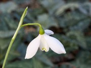 Galanthus peshmenii ACQ3848_2 20151111 0004