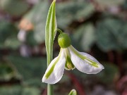 Galanthus plicatus ssp byzantinus ACQ13824 20180109 0001