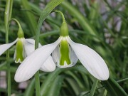 Galanthus plicatus ssp. byzantinus 10187 20250122 0002