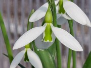 Galanthus plicatus ssp. byzantinus 12199 20250122 0002