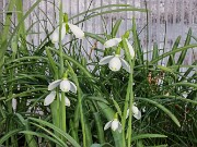 Galanthus plicatus ssp. byzantinus 12304 20250122 0002