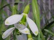 Galanthus plicatus ssp. byzantinus 12304 20250122 0003