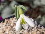 Galanthus plicatus 10-275 ACQ9683 20160125 0002