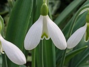 Galanthus plicatus 13333 20210206 0003