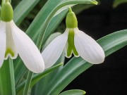 Galanthus plicatus 13333 20210206 0004