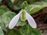 Galanthus plicatus 13333 20210206 0005