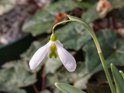 Galanthus plicatus ACQ13852 20180126 0002