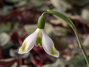 Galanthus plicatus ACQ13855 20180126 0003