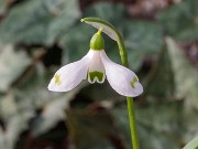 Galanthus plicatus ACQ13857 20180126 0002