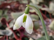 Galanthus plicatus ACQ13861 20180126 0002