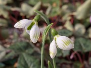 Galanthus plicatus ACQ13864 20180126 0002