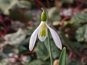 Galanthus plicatus ACQ13865 20180126 0002