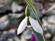 Galanthus plicatus ACQ6732 20160125 0002