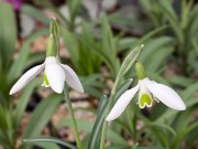 Galanthus reginae-olgae 13-054 ACQ7914 20160125 0002