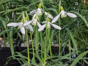 Galanthus rizehensis 13474 20250122 0002