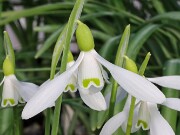 Galanthus rizehensis 13474 20250122 0003