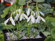 Galanthus rizehensis 352 20241205 0002