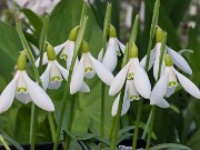 Galanthus rizehensis 352 20241205 0005