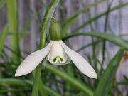 Galanthus rizehensis 4707 20250122 0002