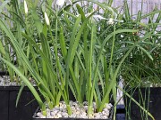 Galanthus rizehensis 4707 20250122 0003