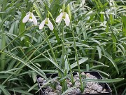 Galanthus samothracicus 12907 Ano Meria 20250129 0004