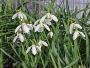 Galanthus samothracicus 418 20250122 0002