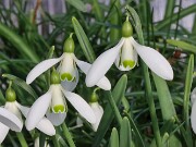 Galanthus samothracicus 418 20250122 0003