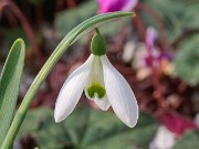 Galanthus samothracicus ACQ10750 20180126 0002