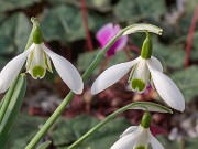 Galanthus samothracicus ACQ11073 20180126 0002