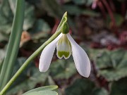 Galanthus samothracicus ACQ11121 20180126 0002