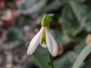 Galanthus schaoricus ACQ11088 20180126 002