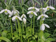Galanthus snogerupii 518 20250122 0002