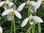 Galanthus snogerupii 518 20250122 0003