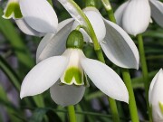 Galanthus snogerupii 518 20250122 0004
