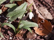 Galanthus transcaucasicus 20110010