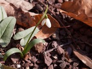 Galanthus transcaucasicus 20110012