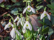 Galanthus transcaucasicus 20241130 0001