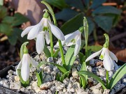 Galanthus transcaucasicus 20241130 0002