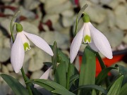 Galanthus transcaucasicus 503 20221221 0002