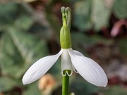 Galanthus trojanus Helen of Troy ACQ6002 20180127 0002